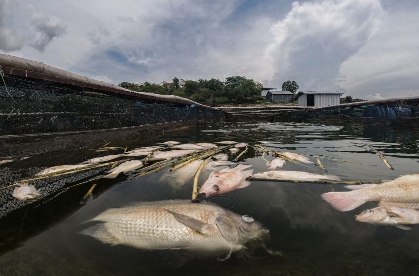  Standar Kesejahteraan Hewan yang Buruk Terjadi di Industri Budidaya Ikan Indonesia