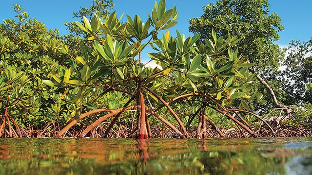  Peran Chevron dalam Restorasi Pesisir dan Ekosistem Mangrove di Indonesia